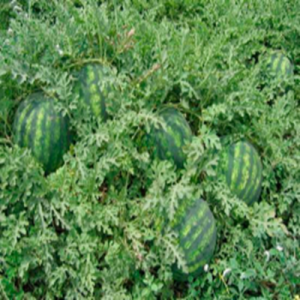 Крисби F1 - семена арбуза, 1000 семян, Nunhems/Нунемс (Голландия) фото, цена